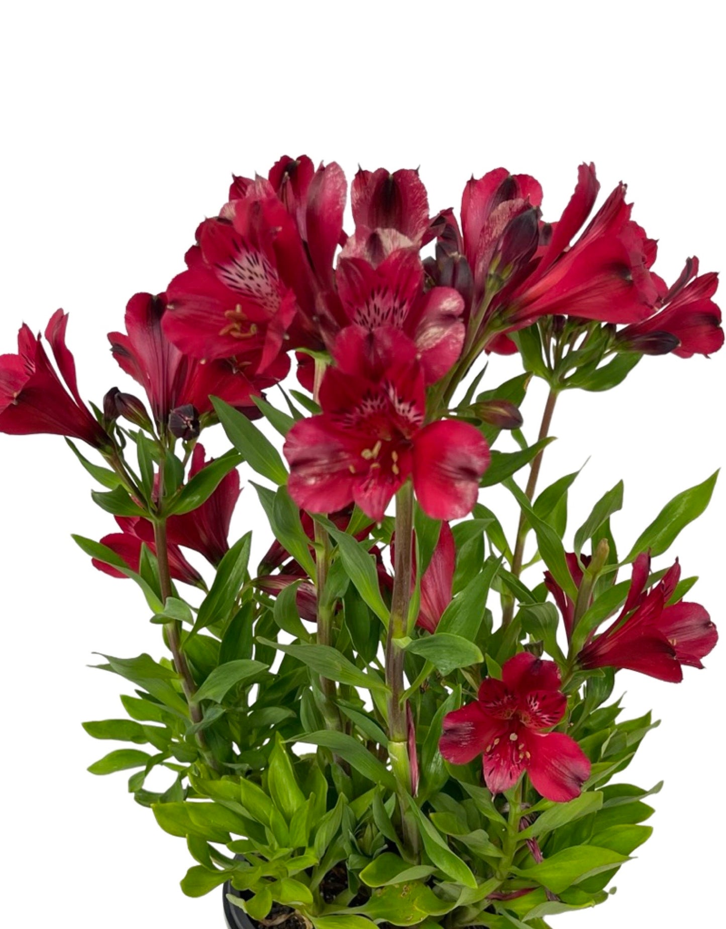 Alstroemeria 'Inca Noble' 1 Gallon