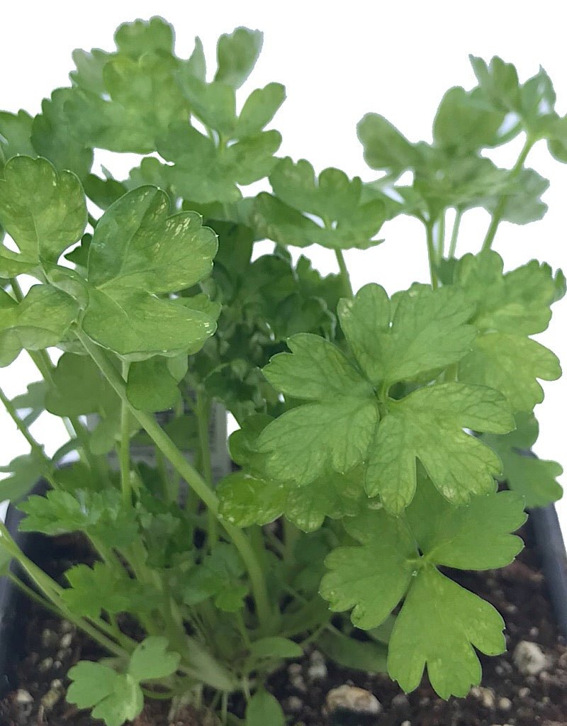 Parsley 'Italian' 4 Inch - The Garden Corner