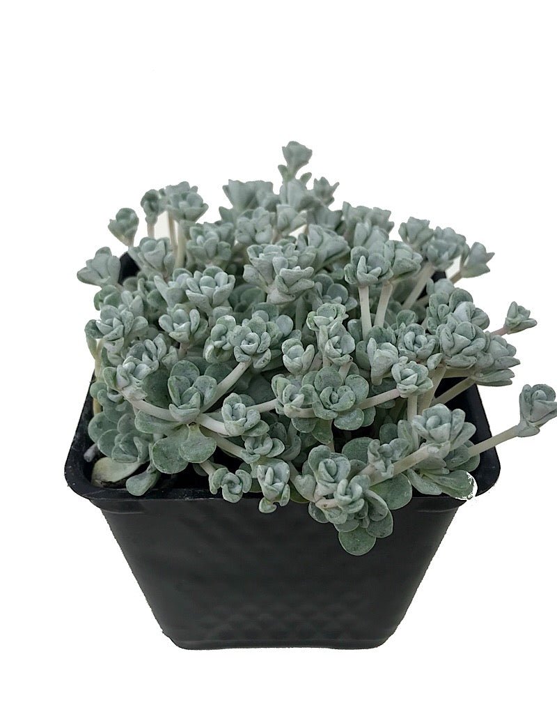 Sedum spathulifolium 'Cape Blanco' - Groundcovers