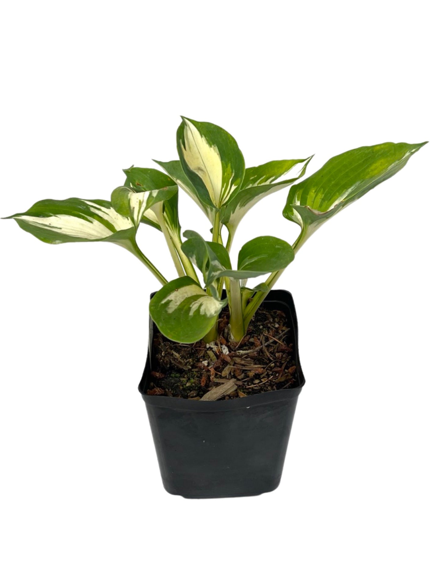 Hosta 'Great Expectations' 1 Gallon