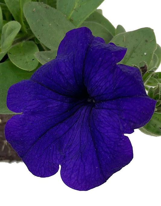 Petunia 'Main Stage Violet' - The Garden Corner