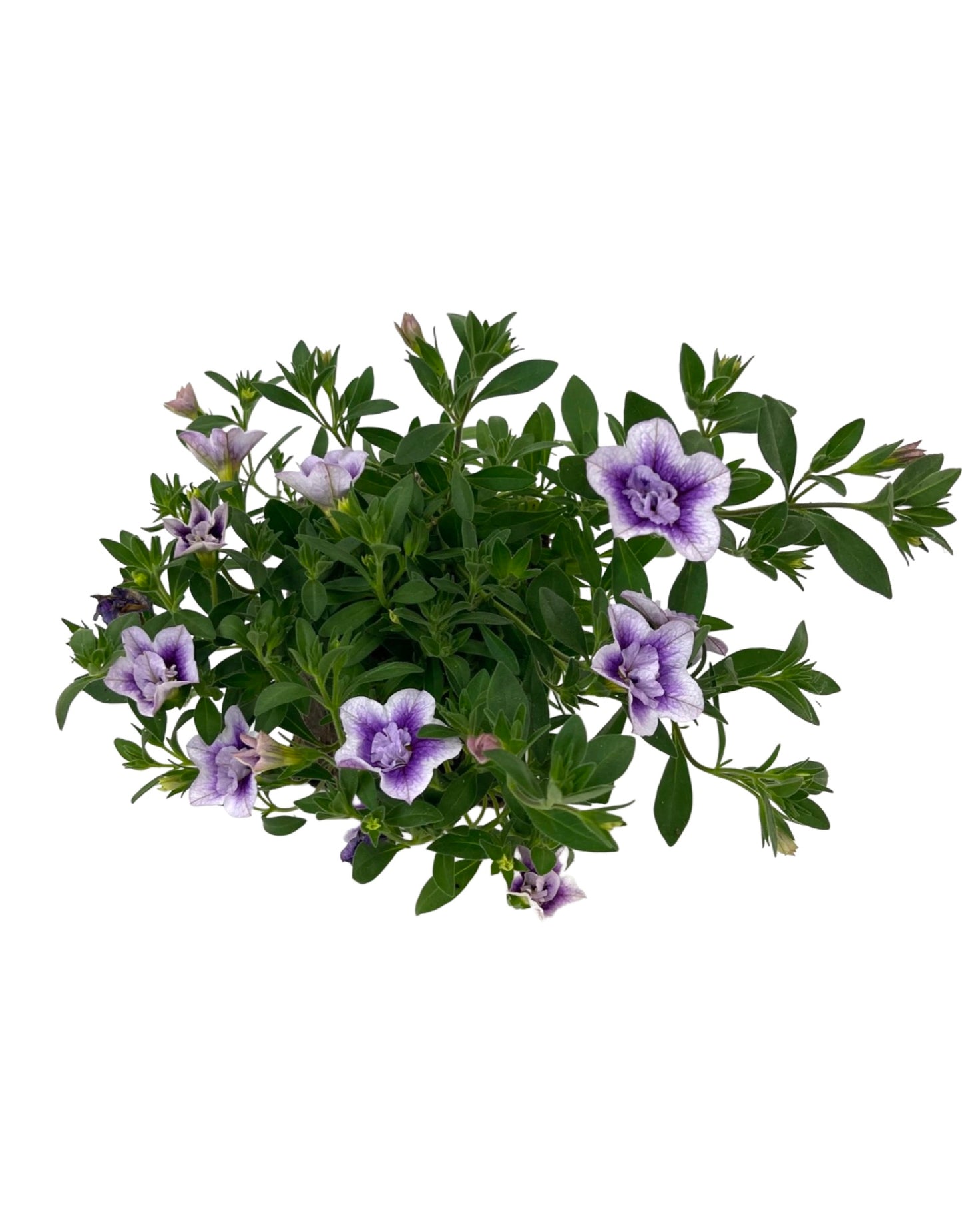 Calibrachoa 'Minifamous Double Plumtastic'