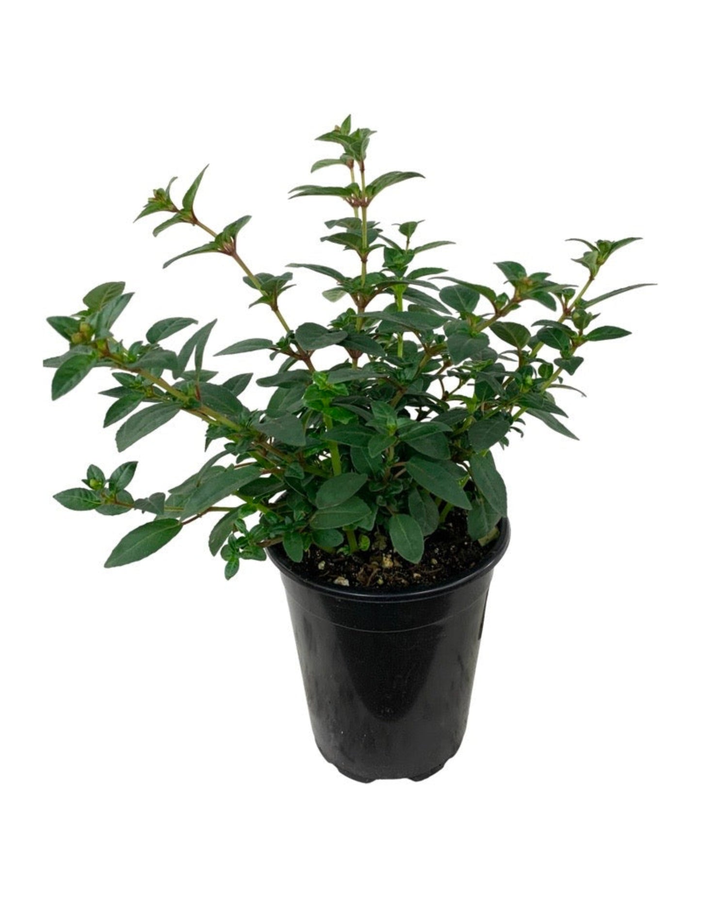 Fuchsia hybrida 'DebRon's Black Cherry' - Perennials