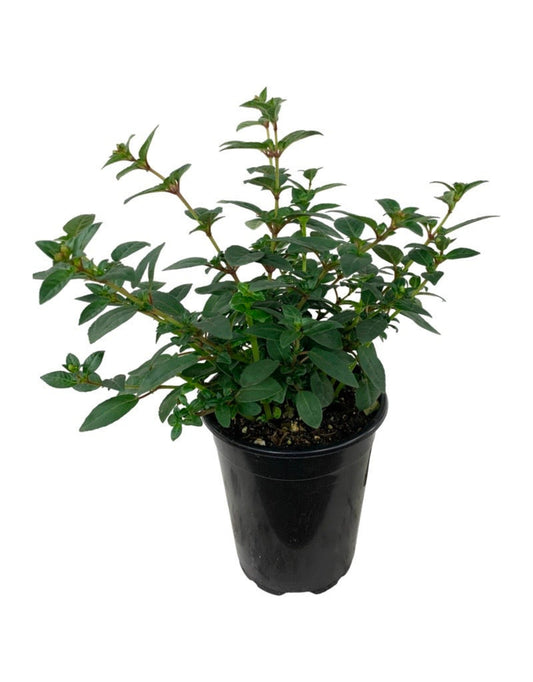 Fuchsia hybrida 'DebRon's Black Cherry' - The Garden Corner