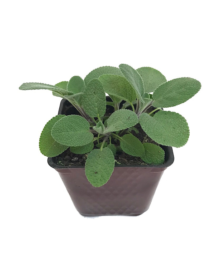 Sage 'Berggarten' 4 Inch