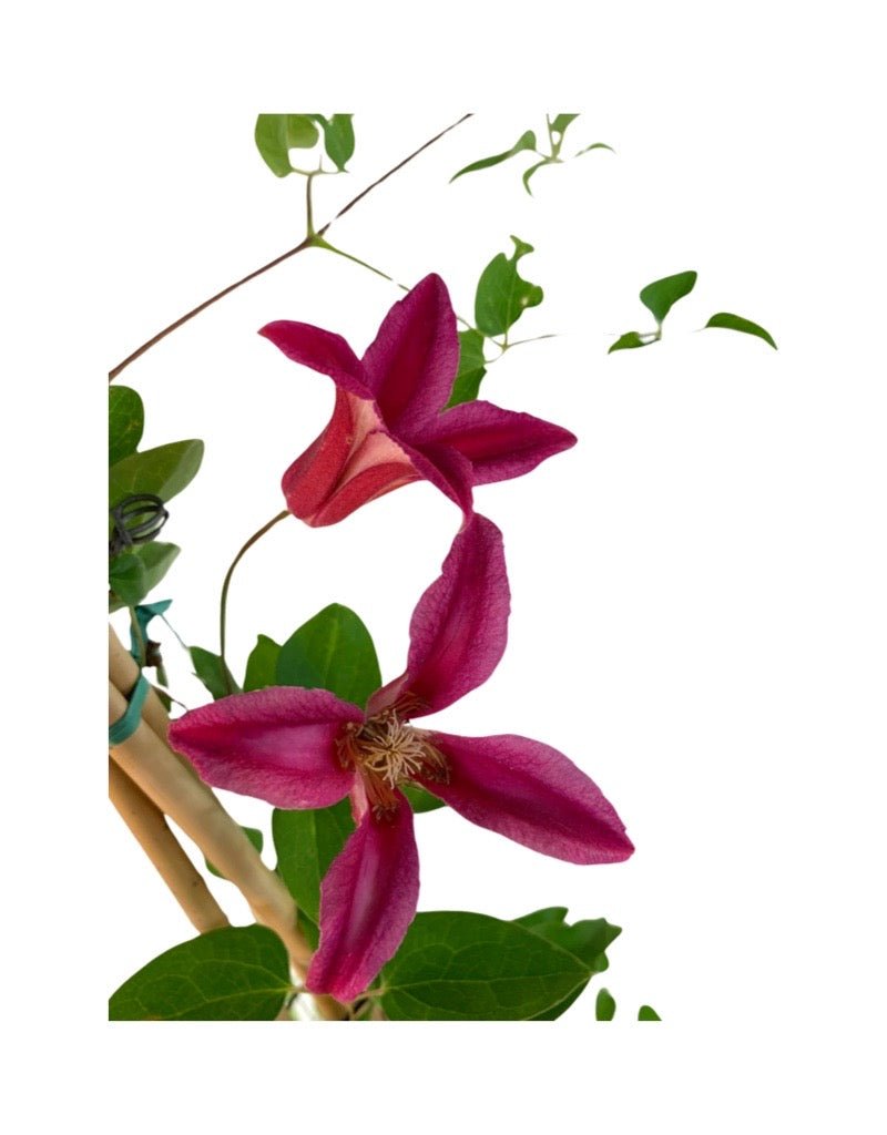 Clematis texensis 'Princess Diana' staked - The Garden Corner