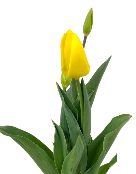 Tulip 'Kikomachi' Pack - The Garden Corner