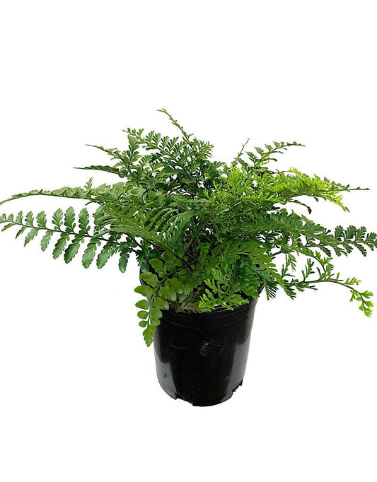 Asplenium 'Austral Gem' - The Garden Corner