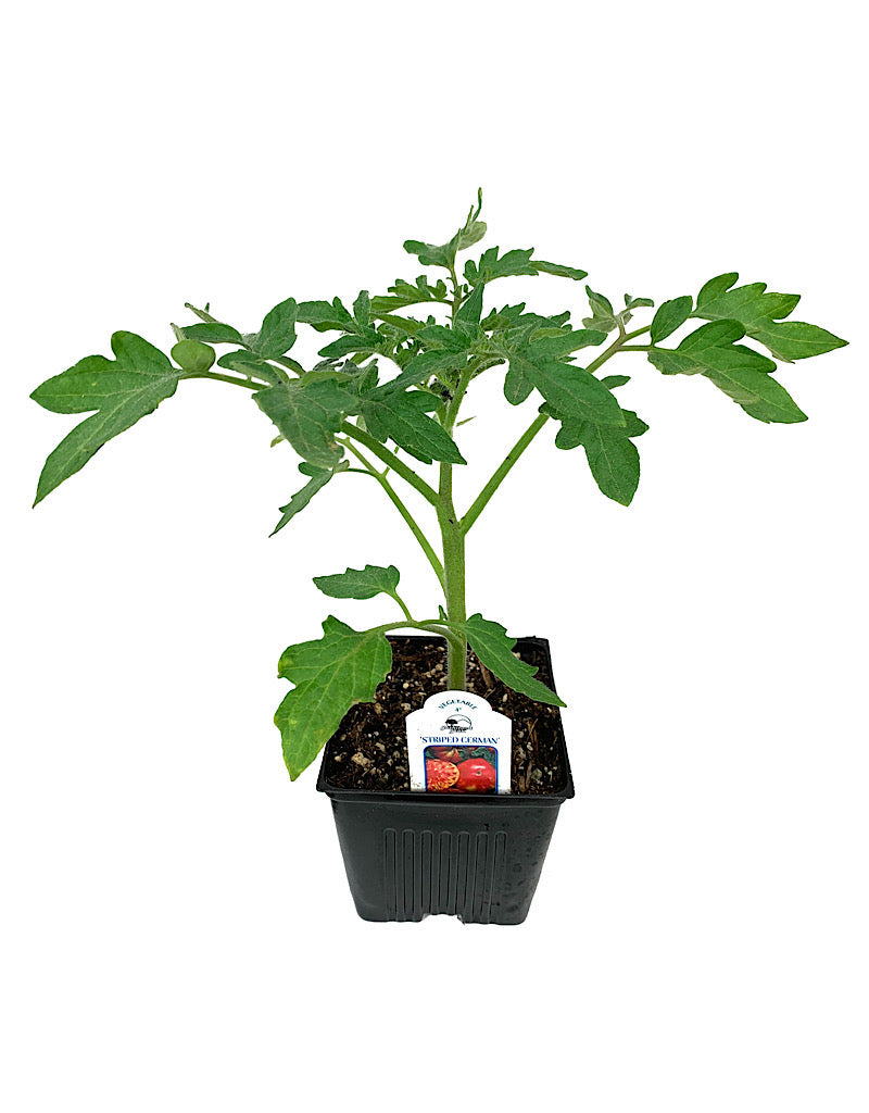 Tomato 'Striped German' 4 inch