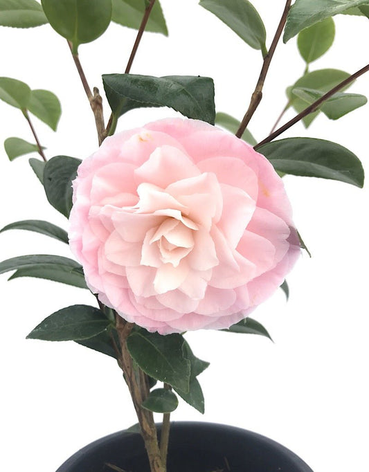 Camellia 'Nuccio's Pearl' 1 gal - The Garden Corner