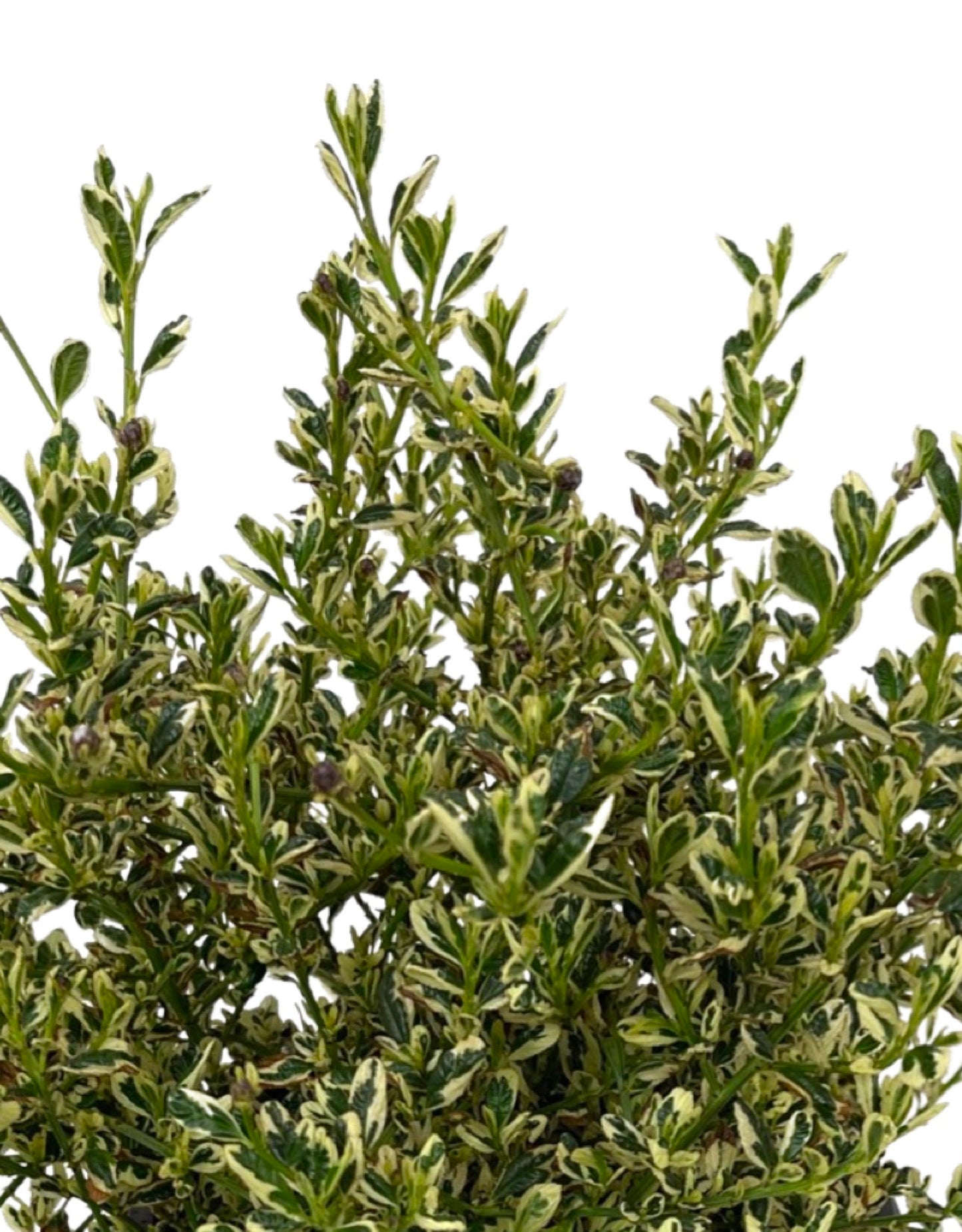 Ceanothus 'Cool Blue' - The Garden Corner