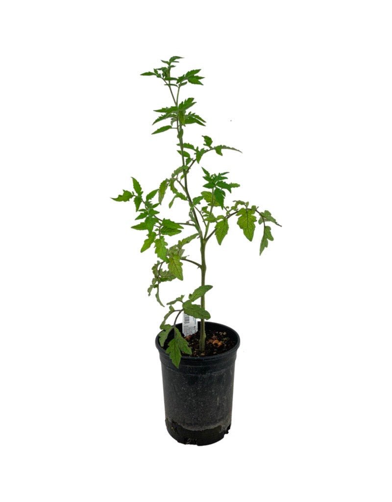 Tomato 'Cherokee Purple' - Herbs and Vegetables