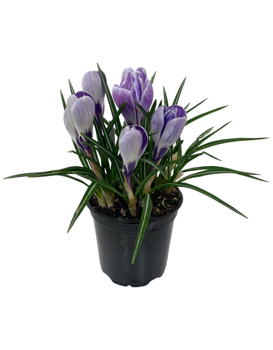 Crocus vernus 'Striped Beauty' 4 Inch - The Garden Corner