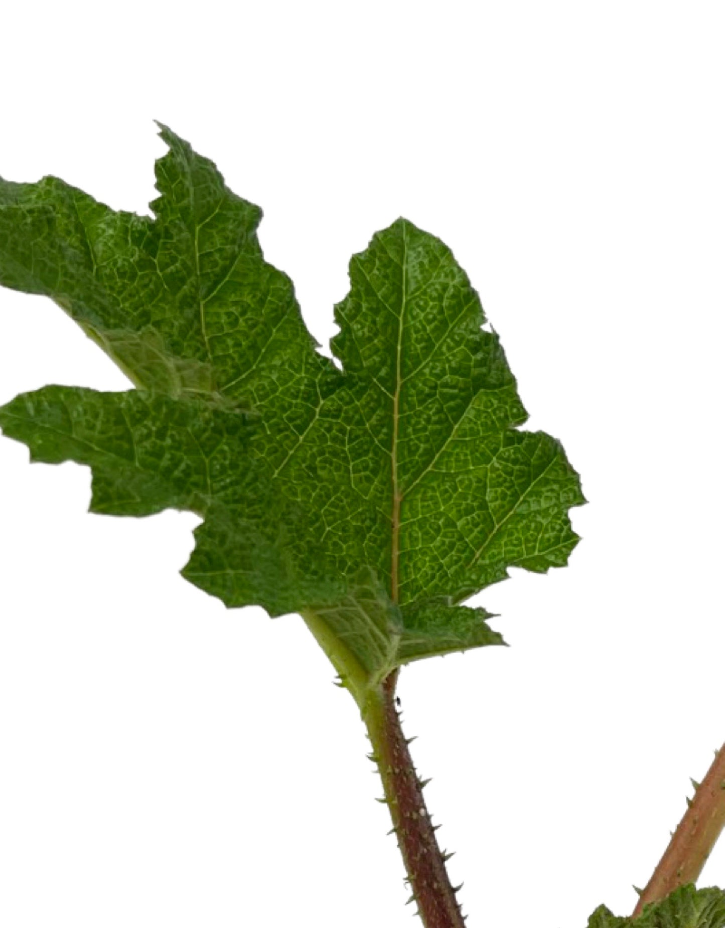 Gunnera manicata 4 Inch