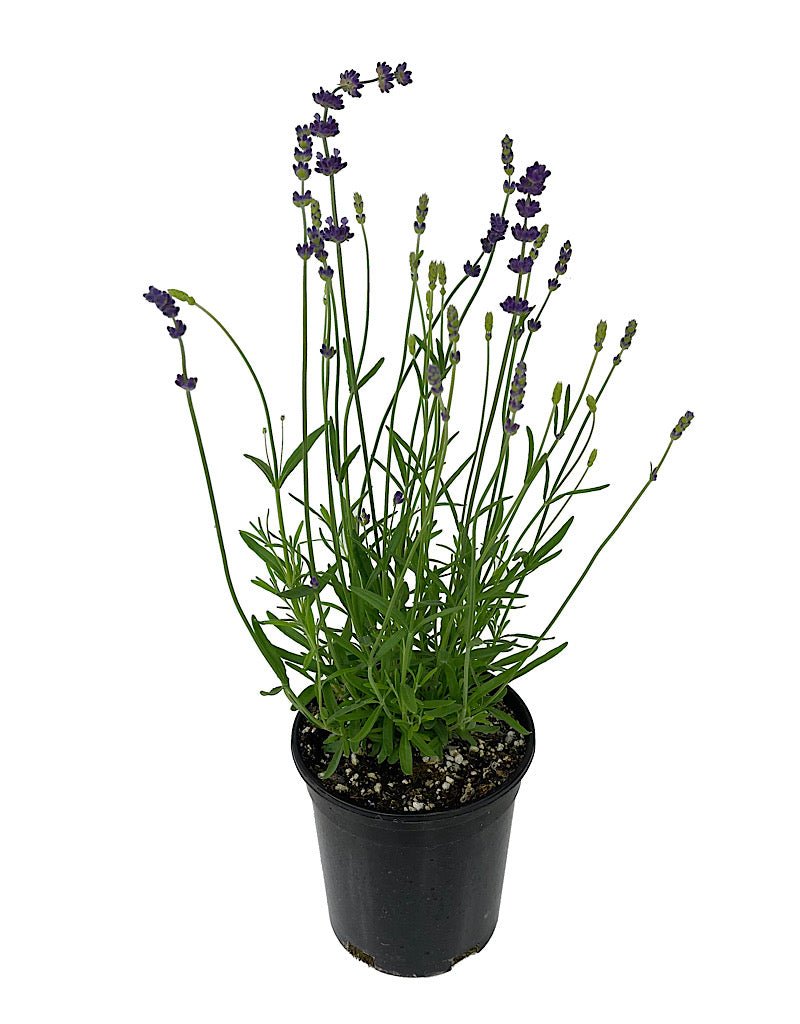 lavender plants hidcote blue Lavandula angustifolia 'Hidcote Blue' – The Garden Corner