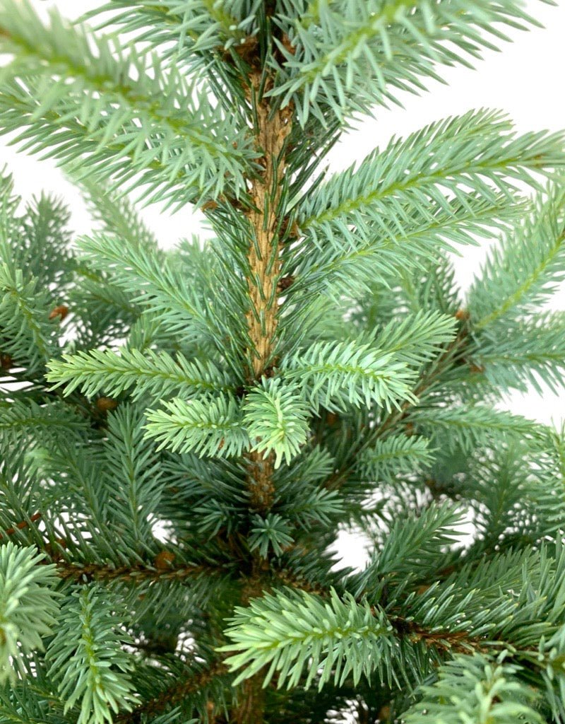 Picea pungens 'Baby Blue' - The Garden Corner