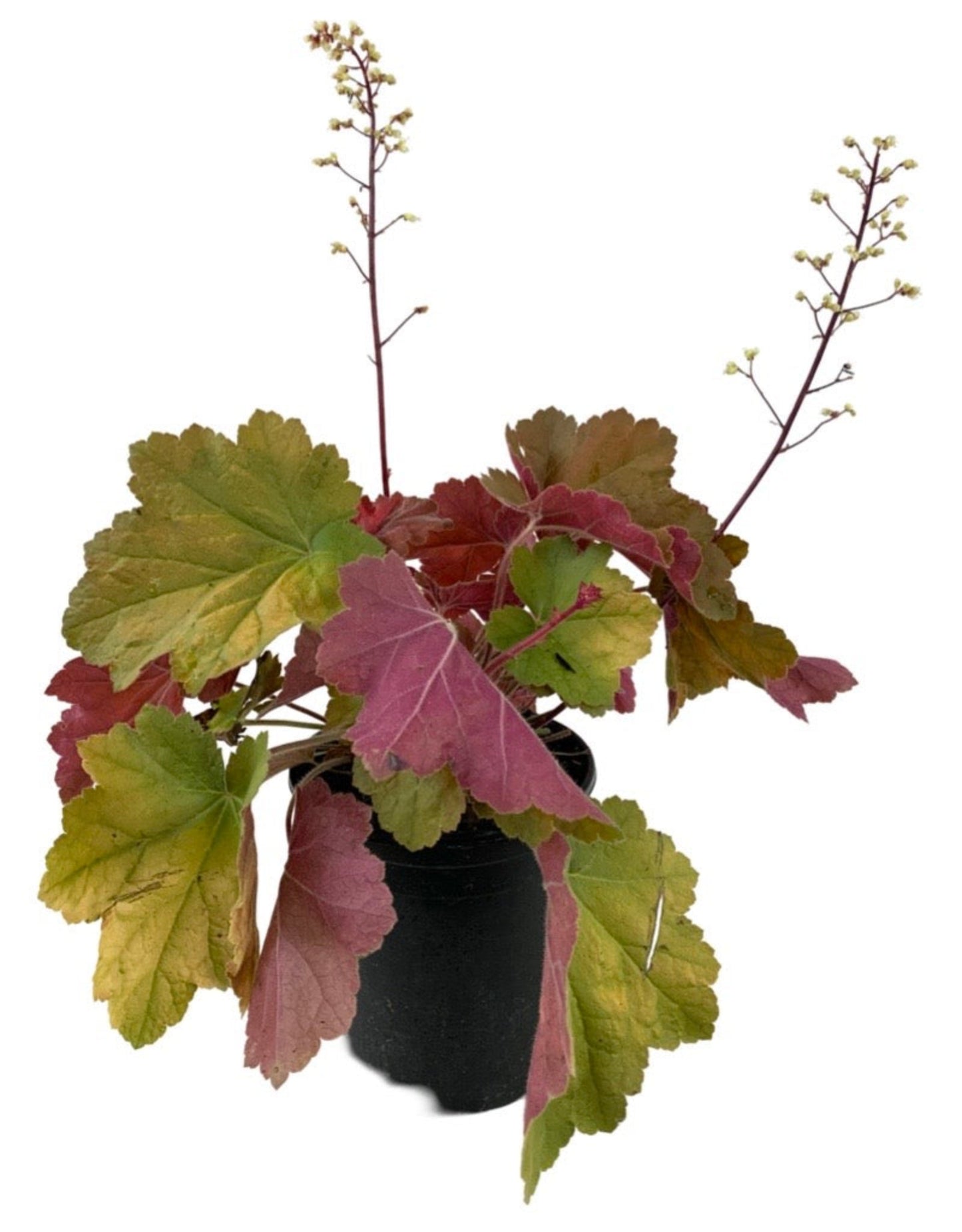 Heuchera 'Southern Comfort' - The Garden Corner