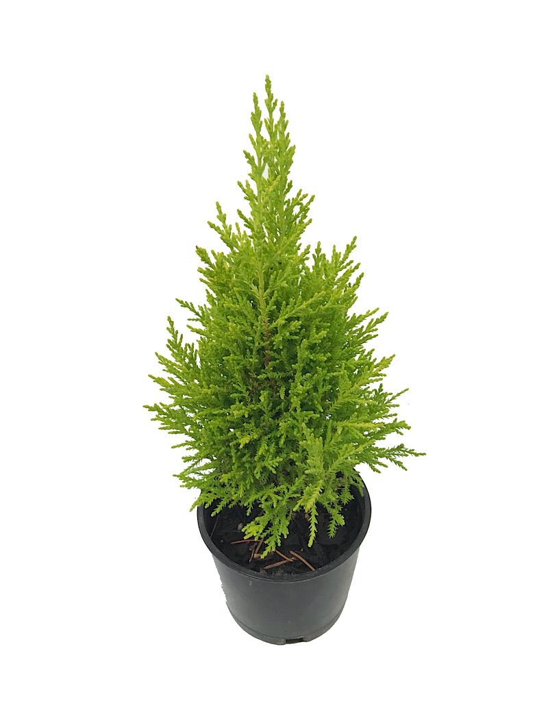 Cupressus macrocarpa 'Wilma Goldcrest' - Shrubs