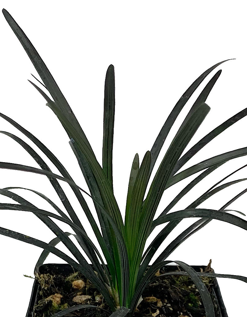 Ophiopogon planiscapus 'Nigrescens'