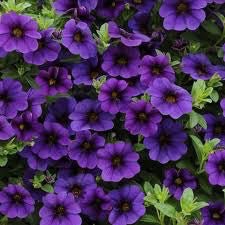 Calibrachoa 'Callie Dark Blue' 4 inch - The Garden Corner