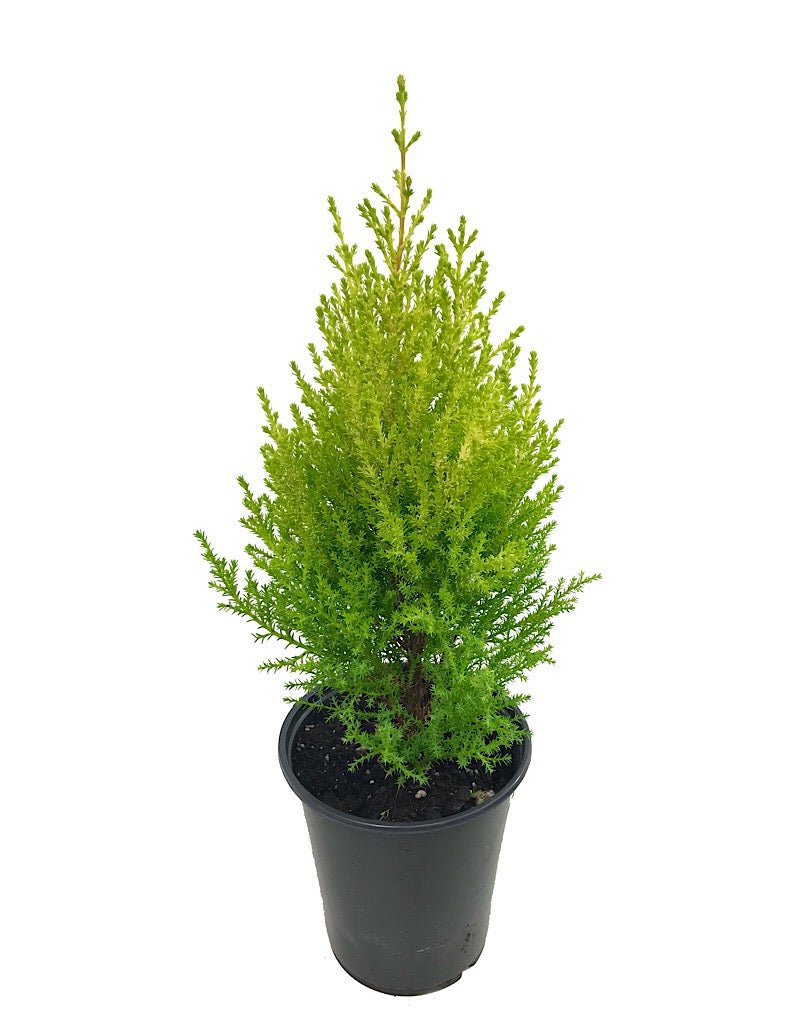 Cupressus macrocarpa 'Wilma Goldcrest' - Shrubs
