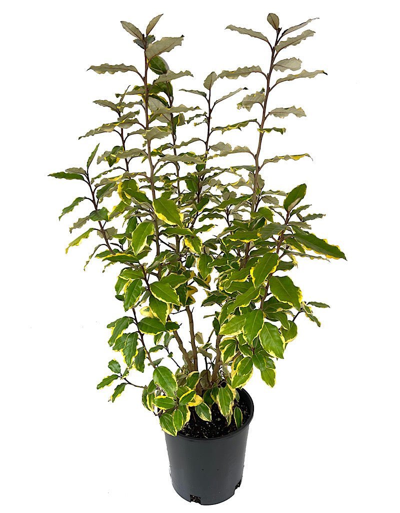 Elaeagnus x ebbengii 'Olive Martini' - The Garden Corner