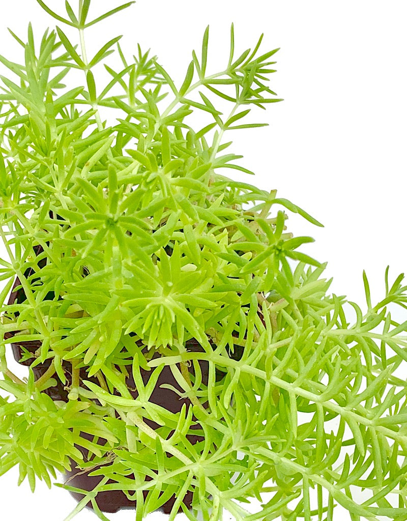 Sedum 'Lemon Ball'