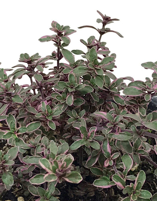 Thymus v. 'Silver' 4 inch - The Garden Corner