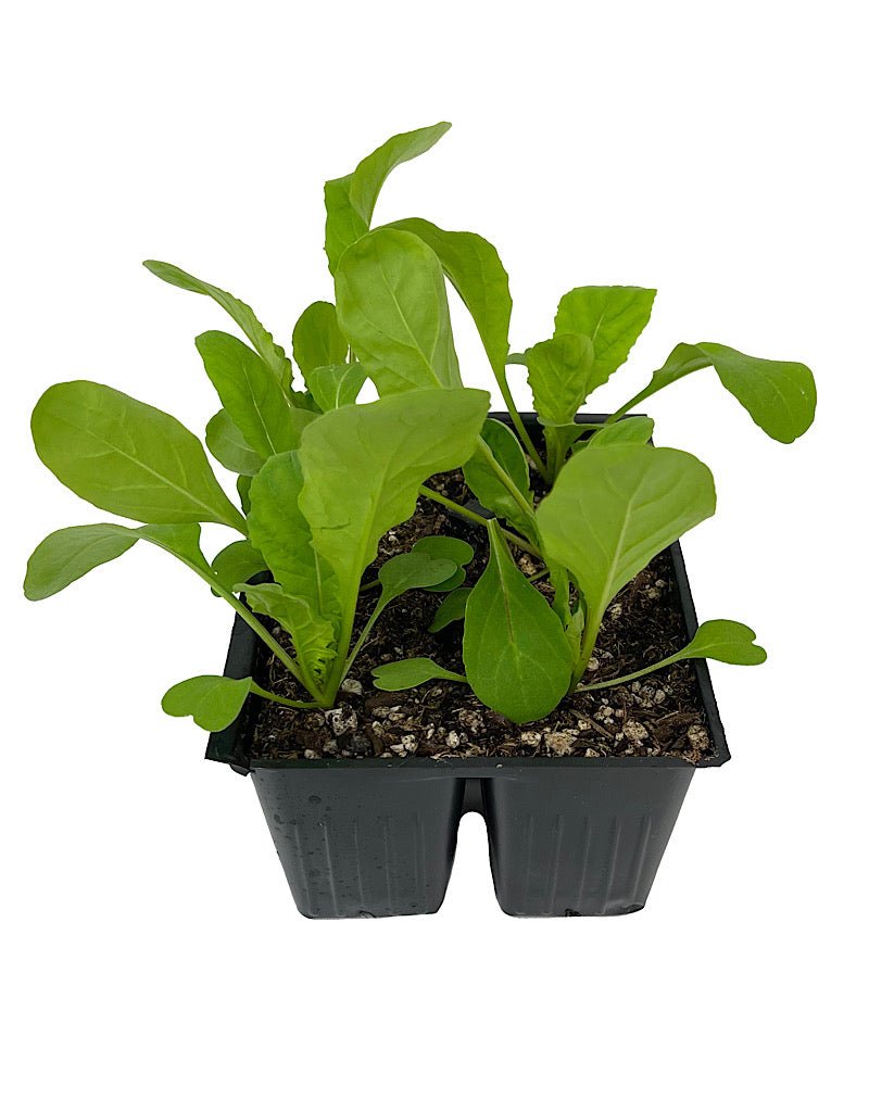 Arugula - The Garden Corner