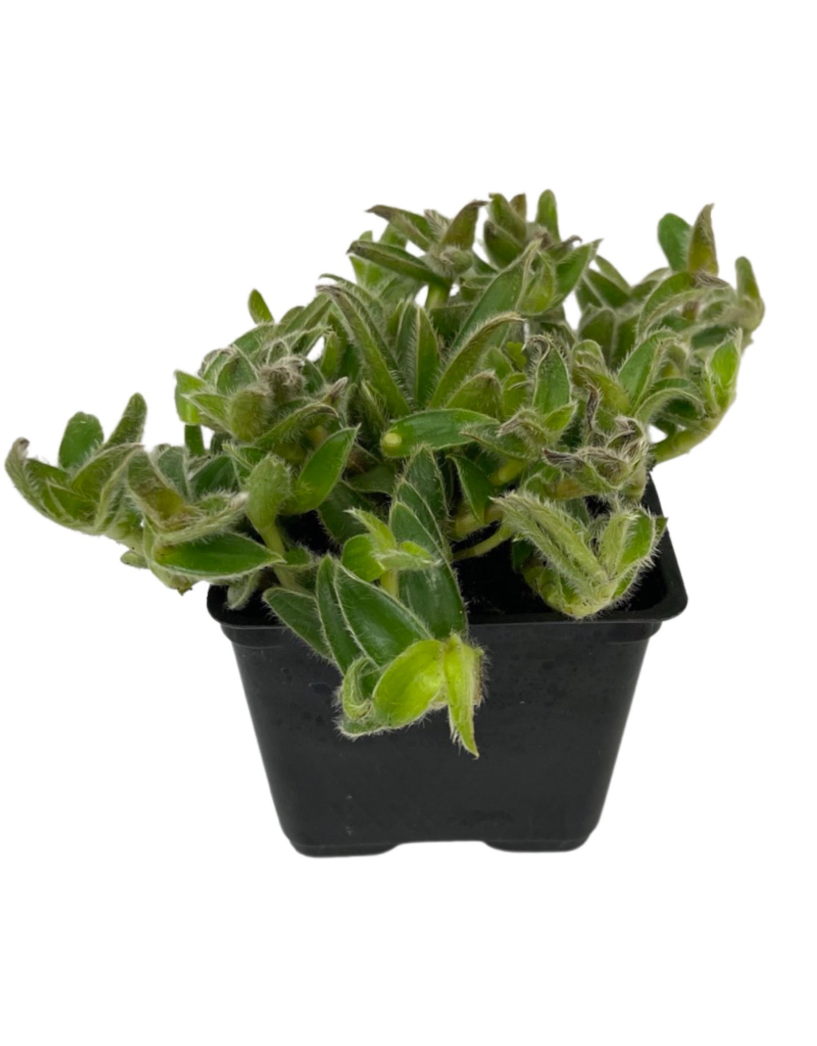 cat ear succulent Cyanotis somaliensis 'Kitten Ears' – The Garden Corner