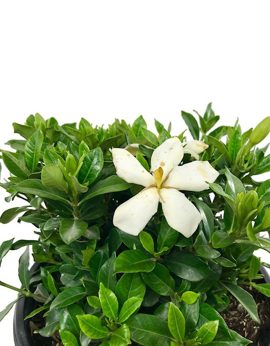 Gardenia jasminoides 'Sweet Tea' 2 gal - The Garden Corner