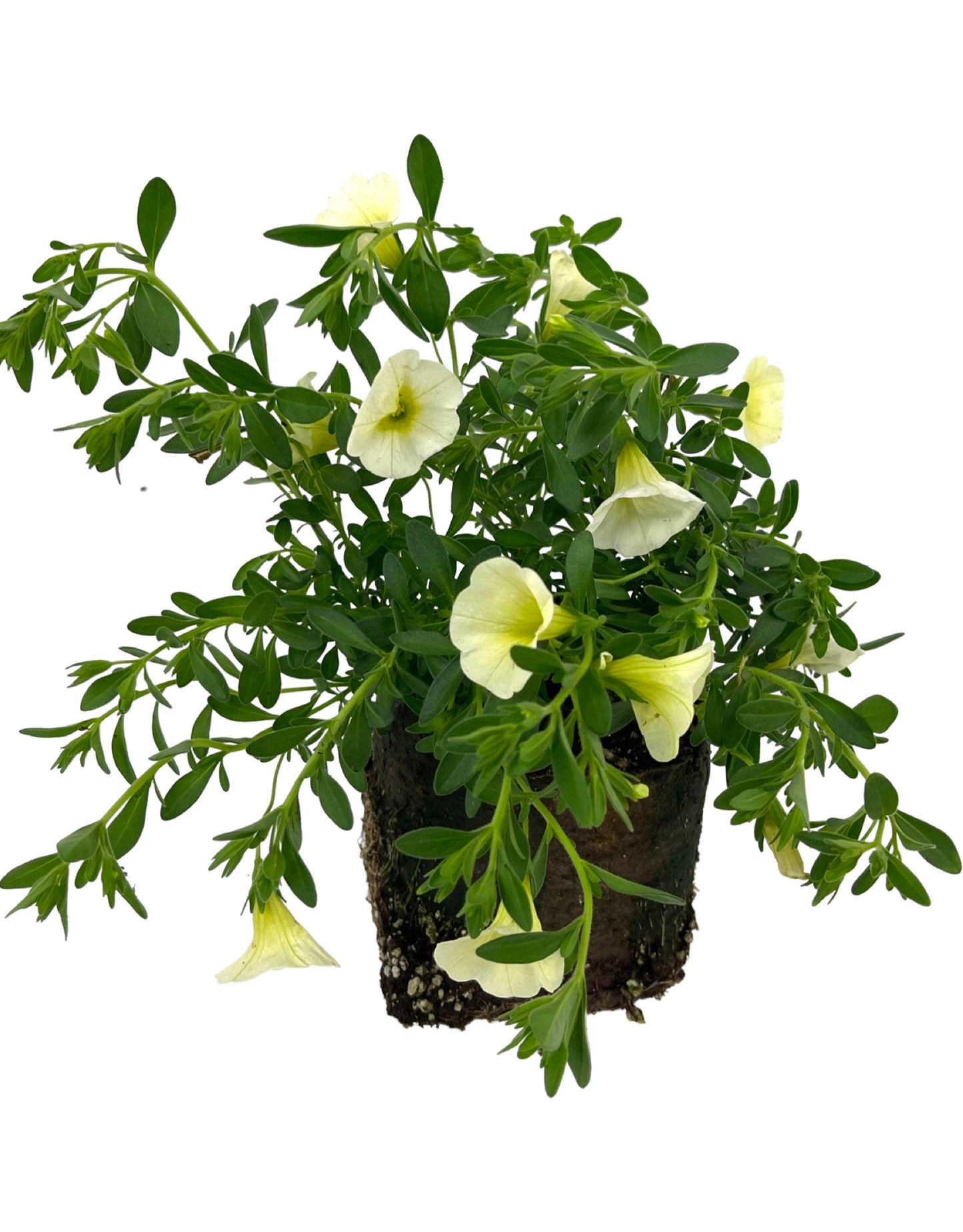 Calibrachoa Superbells Yellow Chiffon 4 Inch