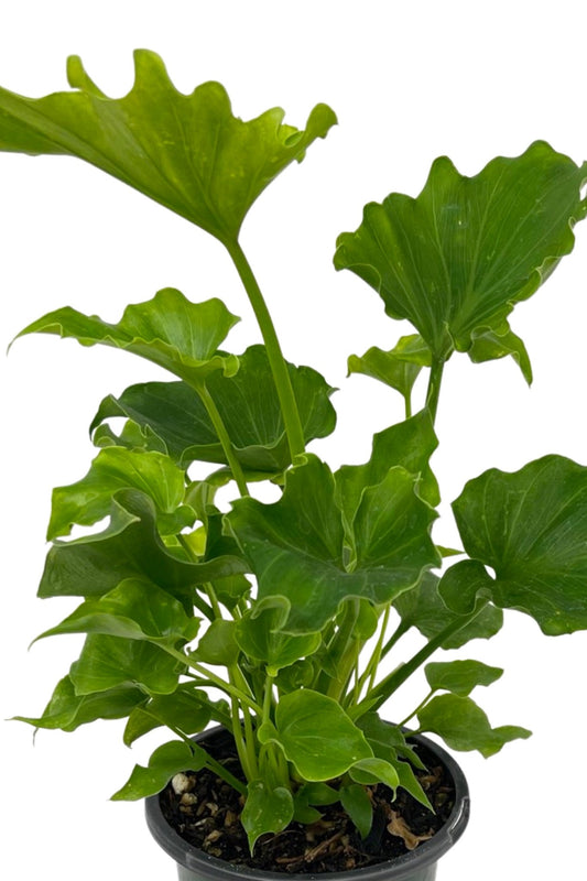 Philodendron 'Lickety Split' Quart - The Garden Corner