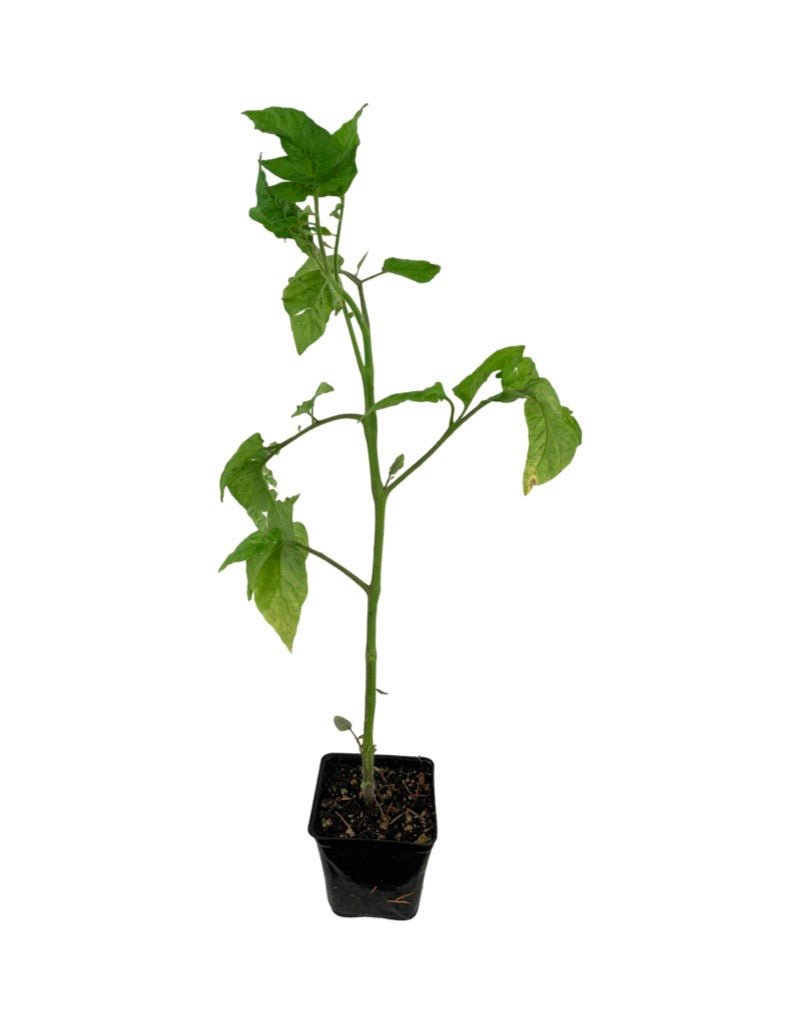 Tomato 'Brandywine Yellow' - The Garden Corner