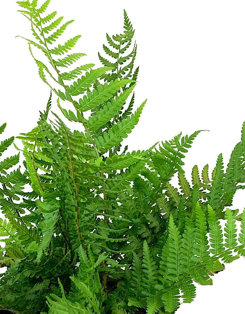 Dryopteris felix - mas 'Robusta' 1 Gallon - The Garden Corner