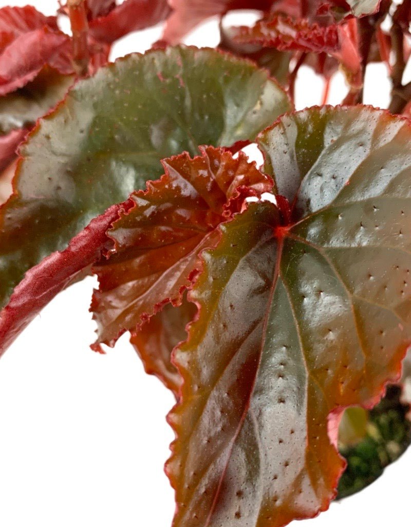 Begonia 'Black Magic - The Garden Corner