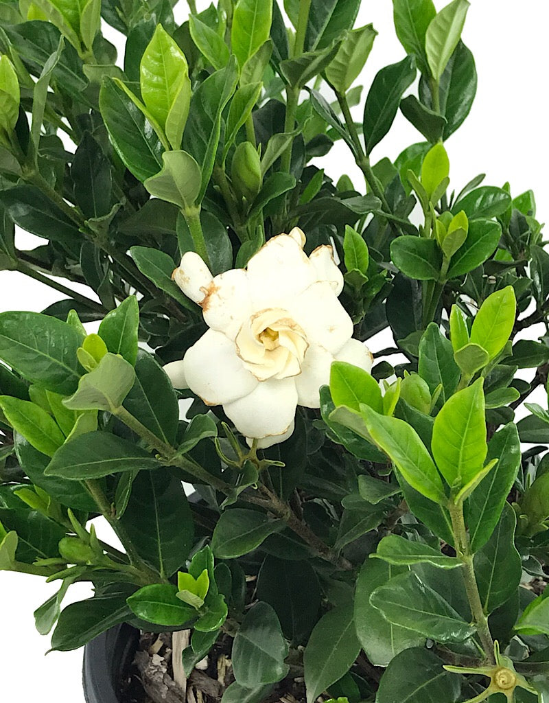 Gardenia jasminoides 'Double Mint' 2 gal