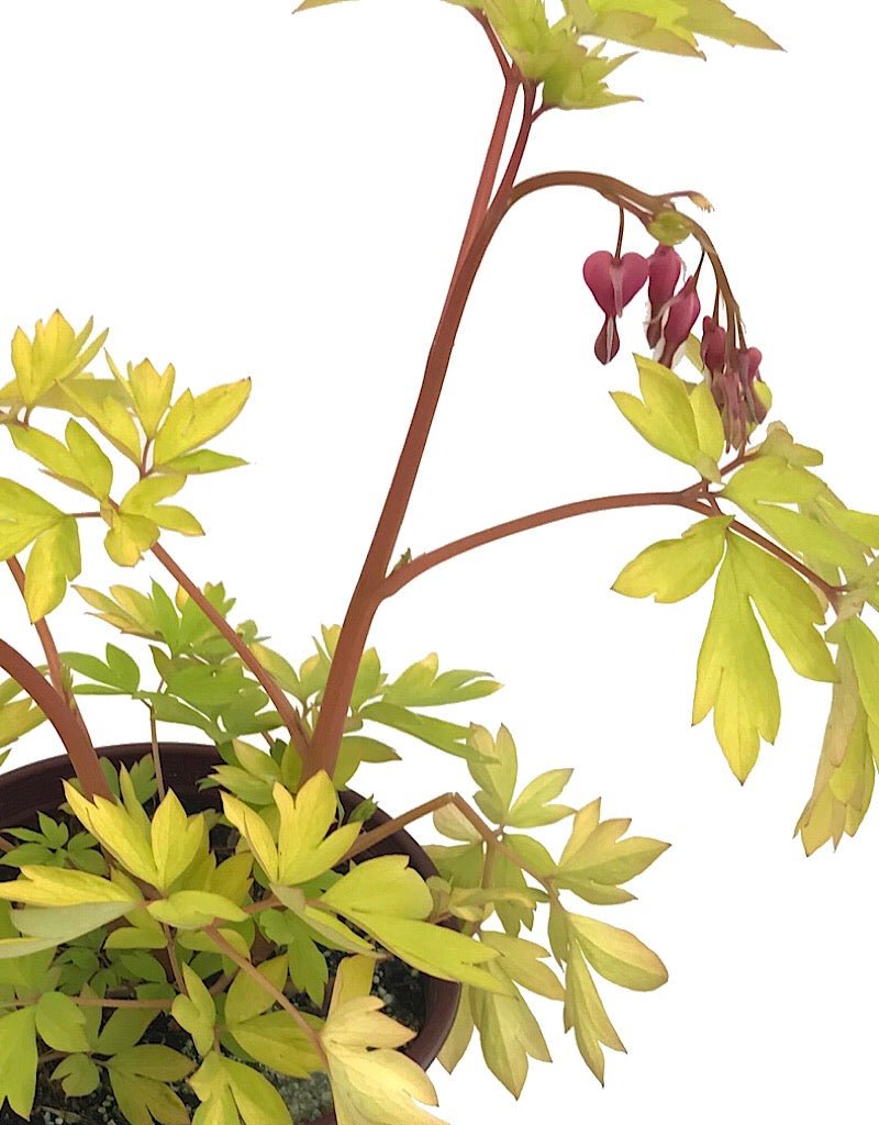 Dicentra 'Gold Heart' - Perennials