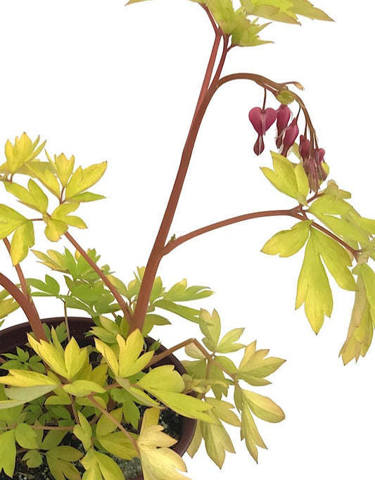 Dicentra 'Gold Heart' - The Garden Corner