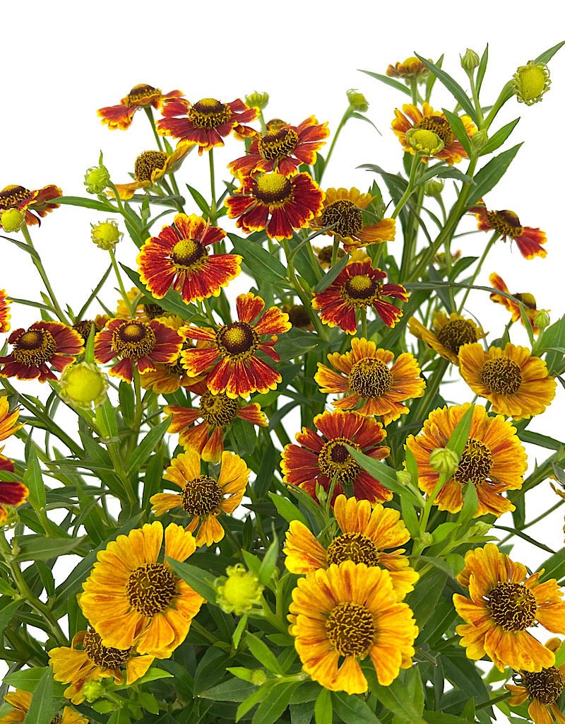 Helenium 'Salud Embers' 1 Gallon - The Garden Corner
