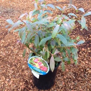 Blueberry 'Pink Lemonade' - 1 gal - The Garden Corner