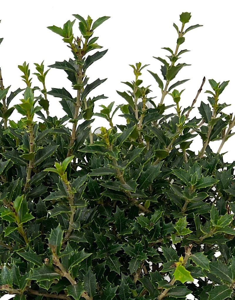 Osmanthus delavayi x heterophylla 1 Gallon - The Garden Corner