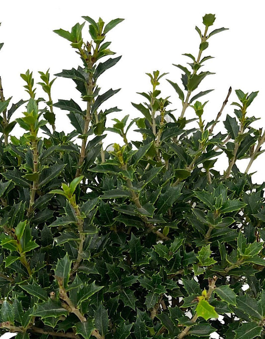 Osmanthus delavayi x heterophylla 1 Gallon - The Garden Corner