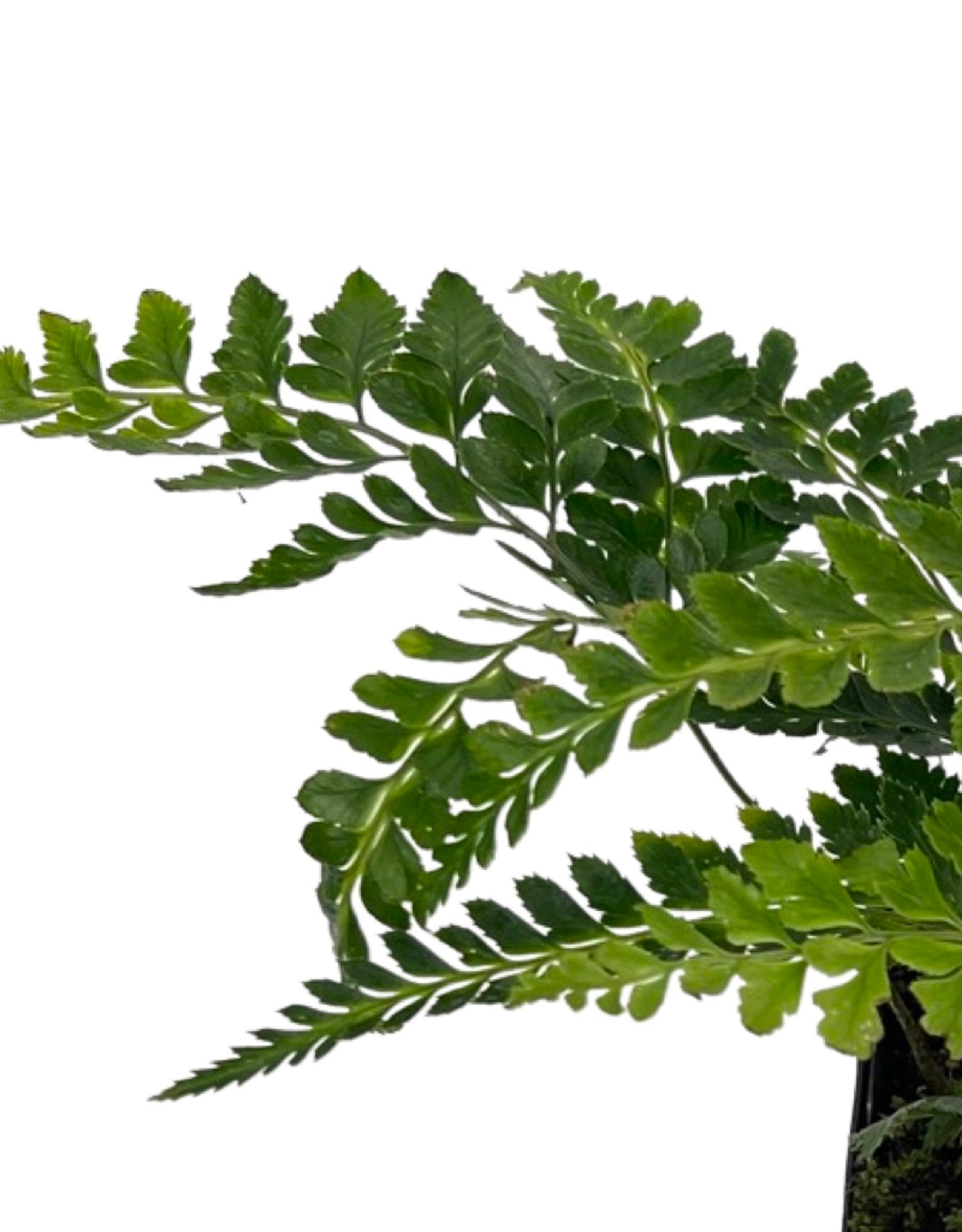 Arachniodes simplicior 'Variegata' 4 inch - The Garden Corner