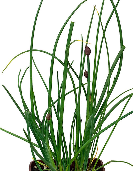 Chives - The Garden Corner
