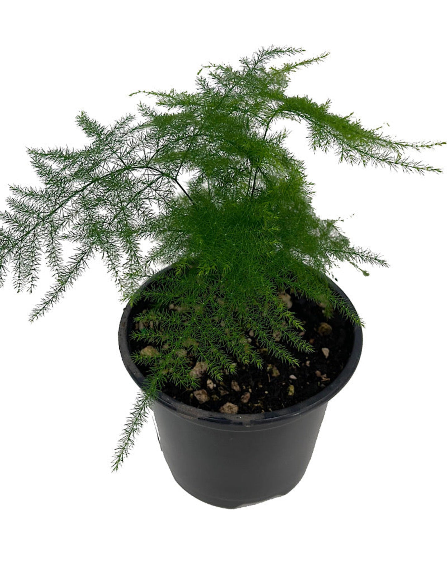 Asparagus plumosus - The Garden Corner