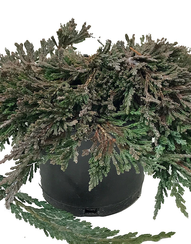 Juniperus h. 'Pancake' 4 inch