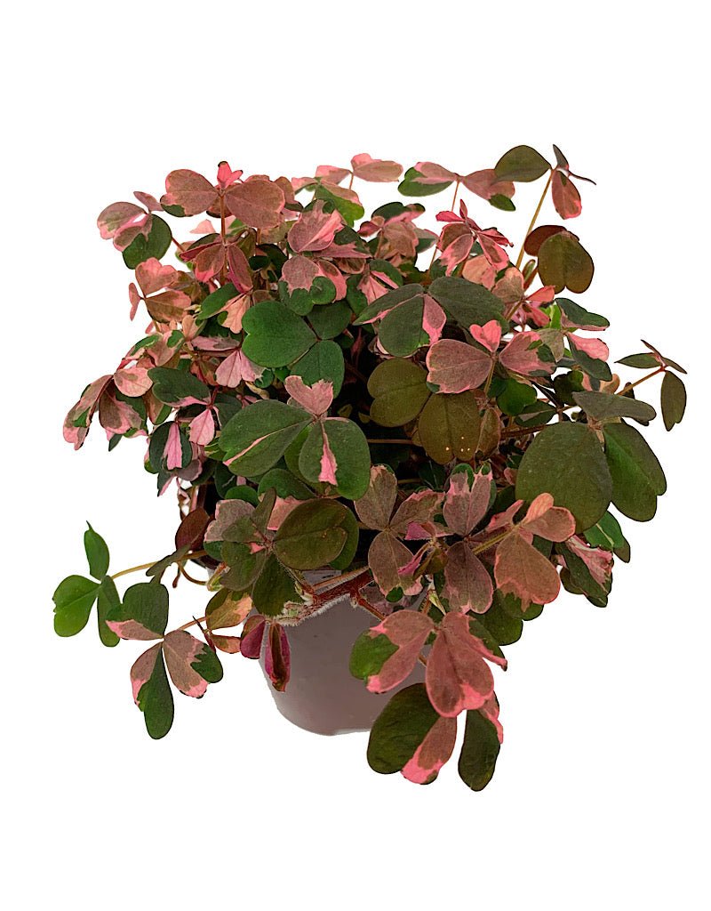 Oxalis 'Plum Crazy' - Perennials