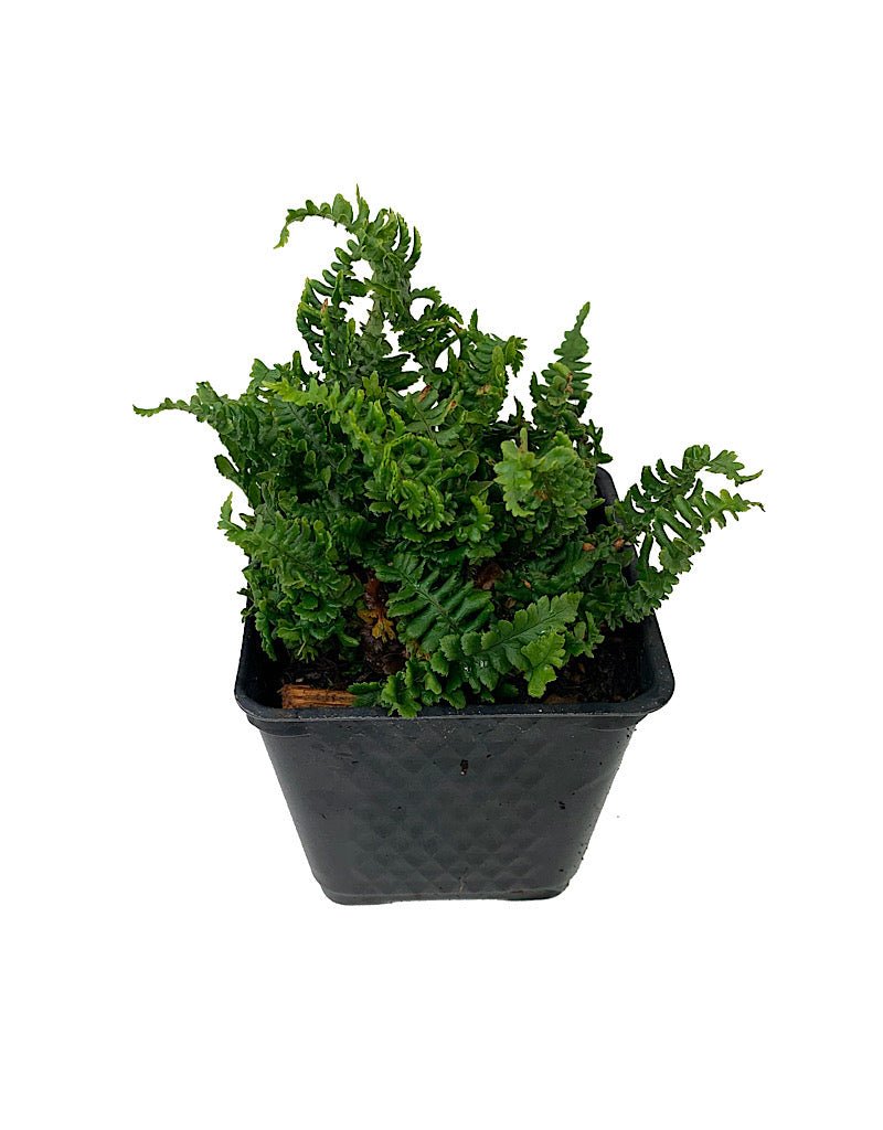 Dryopteris affinis crispa 'Congesta' - Perennials