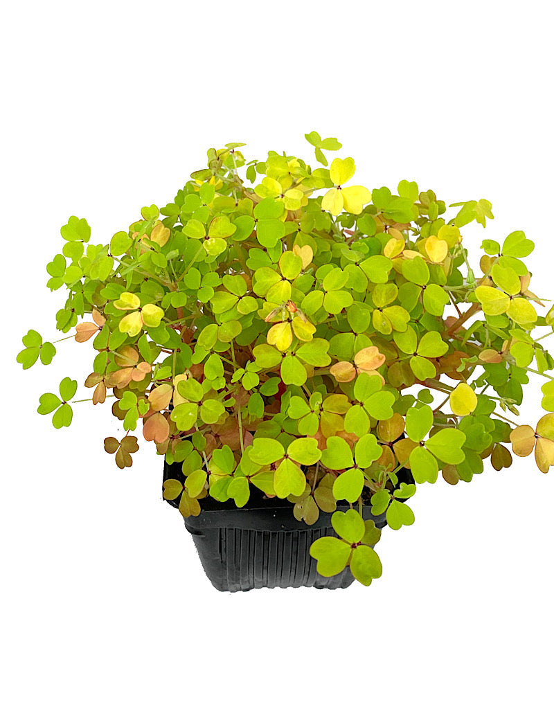 Oxalis 'Molten Lava' 4 inch